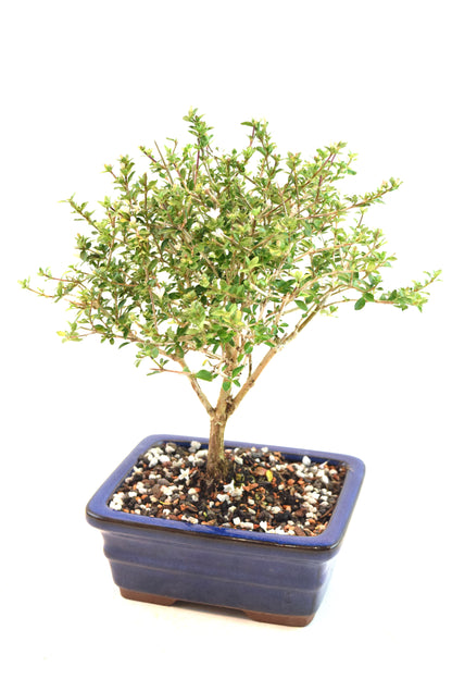 Mount Fuji Serissa Bonsai Ceramic 6" Pot - One of a Kind Bonsai