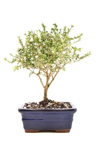 Mount Fuji Serissa Bonsai Ceramic 6" Pot - One of a Kind Bonsai