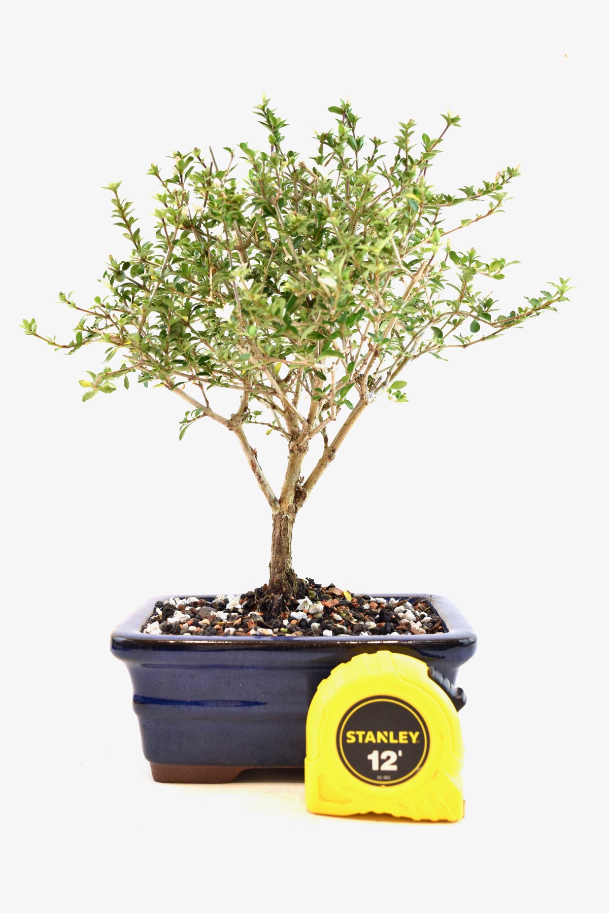 Mount Fuji Serissa Bonsai Ceramic 6" Pot - One of a Kind Bonsai