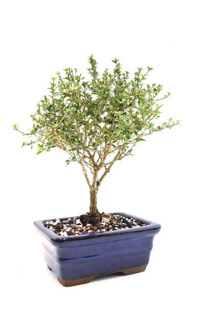 Mount Fuji Serissa Bonsai Ceramic 6" Pot - One of a Kind Bonsai