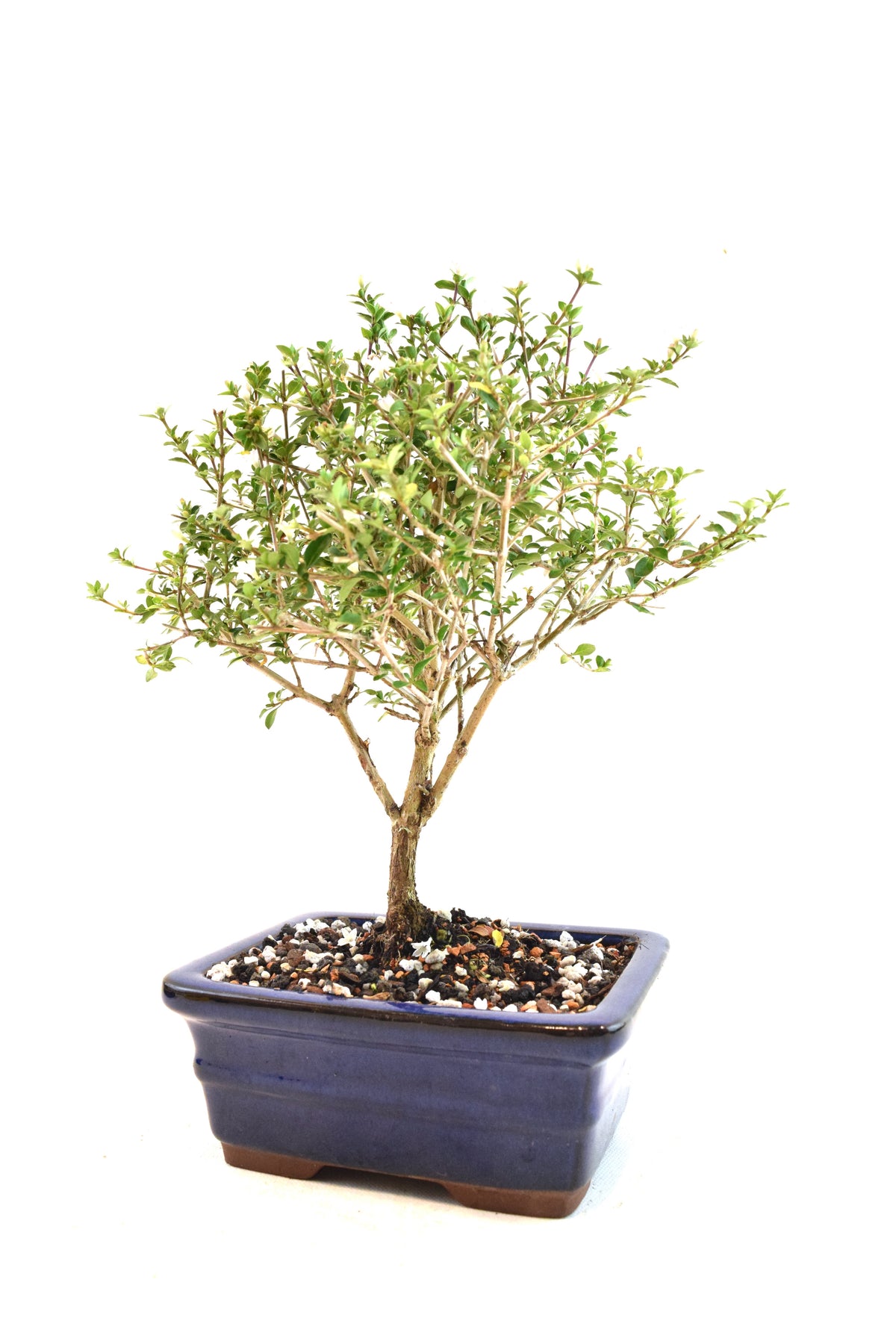 Mount Fuji Serissa Bonsai Ceramic 6" Pot - One of a Kind Bonsai