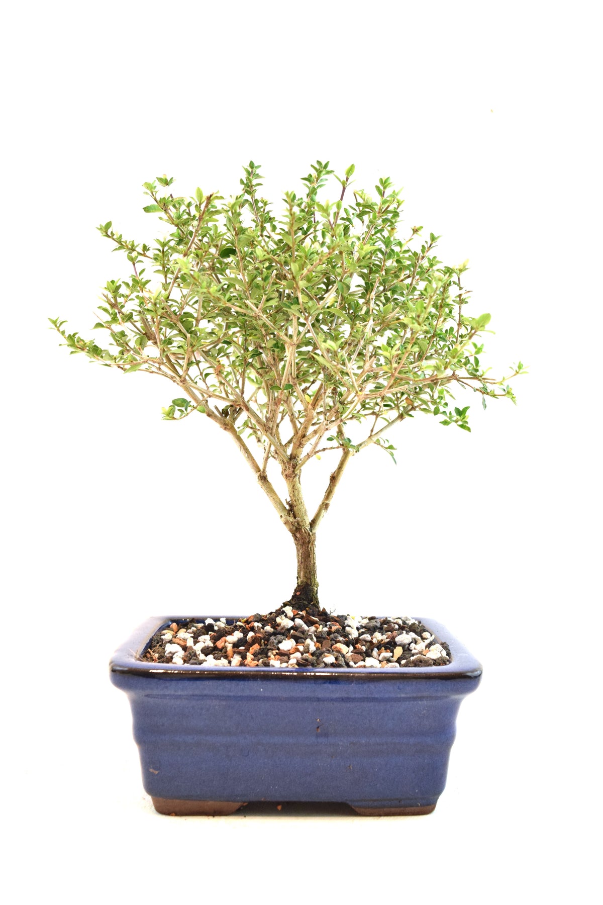 Mount Fuji Serissa Bonsai Ceramic 6" Pot - One of a Kind Bonsai