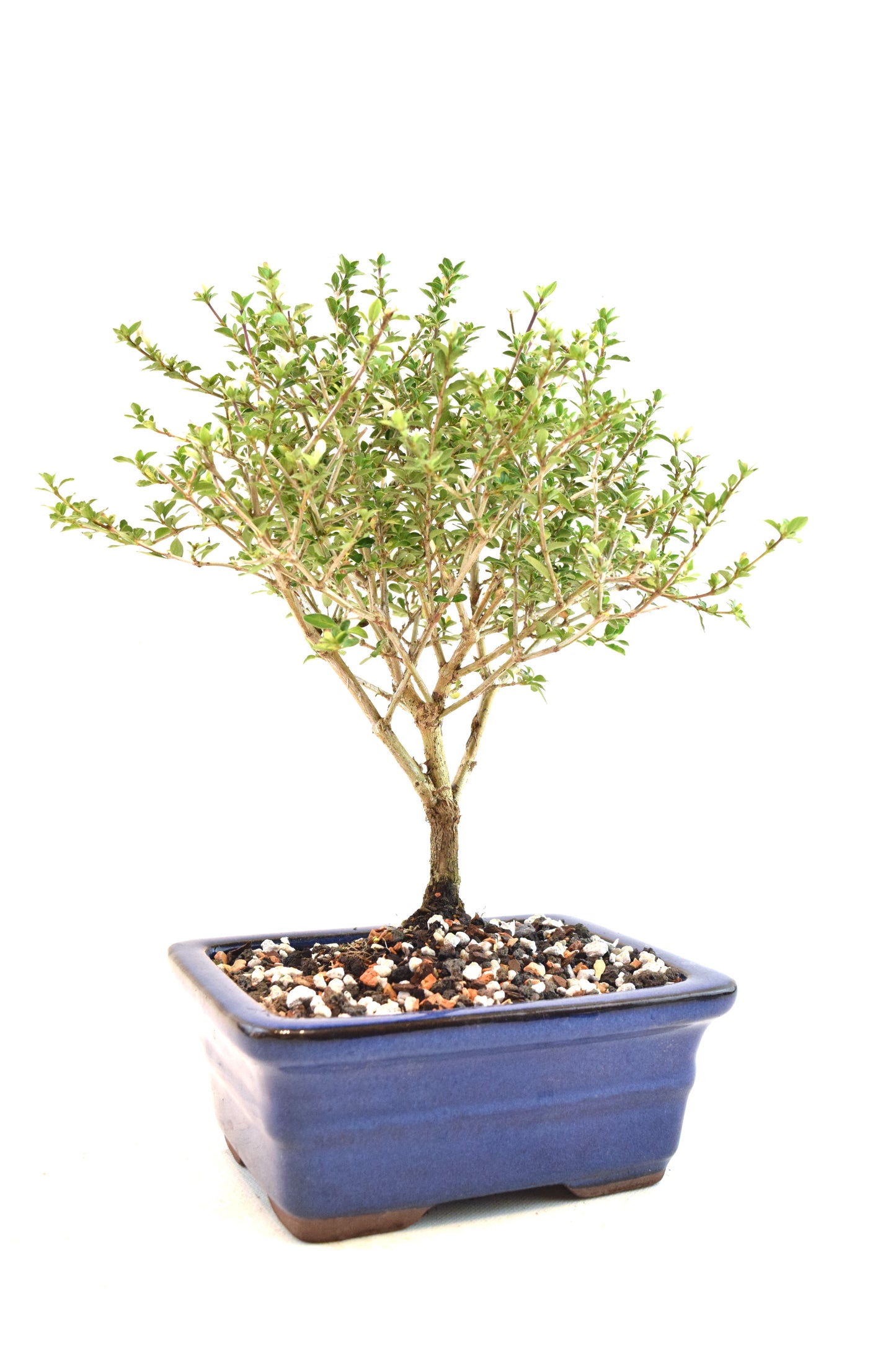 Mount Fuji Serissa Bonsai Ceramic 6" Pot - One of a Kind Bonsai
