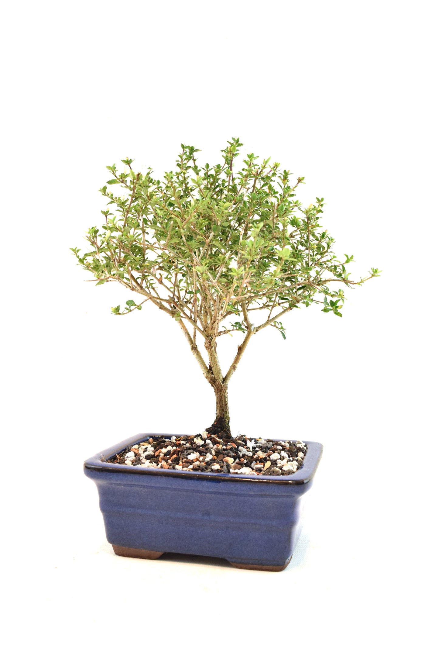 Mount Fuji Serissa Bonsai Ceramic 6" Pot - One of a Kind Bonsai