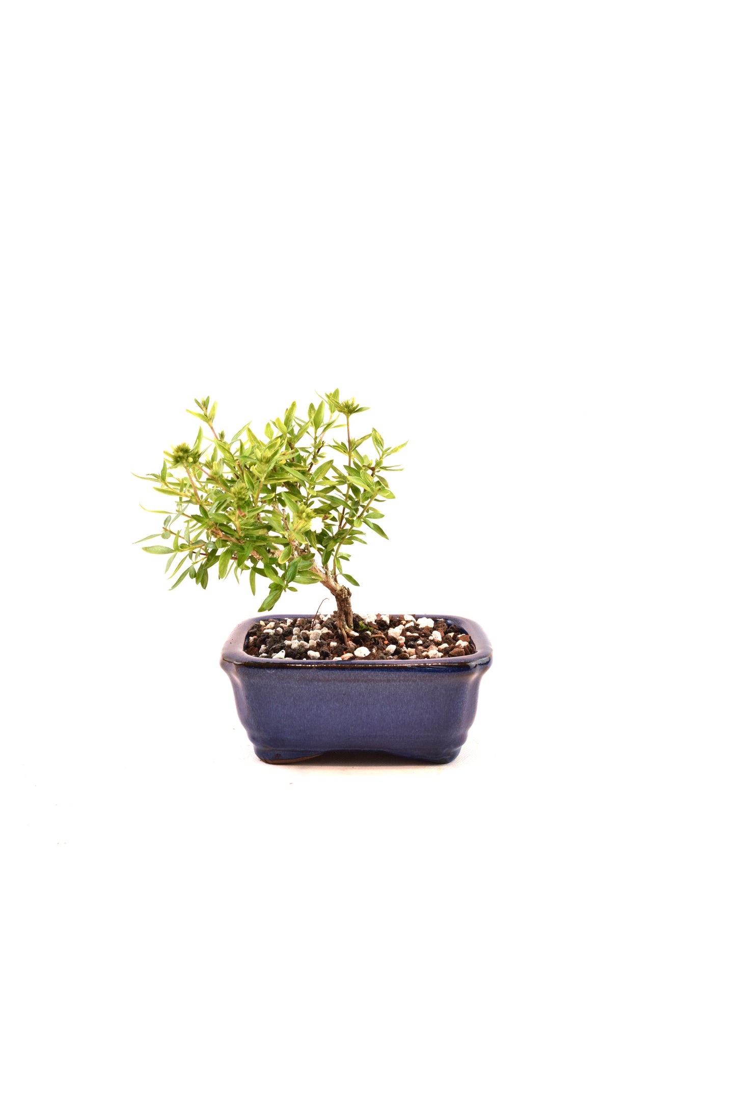 Mount Fuji Serissa Bonsai Ceramic 5" Pot - One of a Kind Bonsai