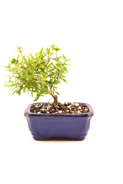 Mount Fuji Serissa Bonsai Ceramic 5" Pot - One of a Kind Bonsai