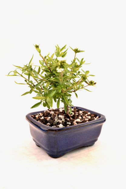 Mount Fuji Serissa Bonsai Ceramic 5" Pot - One of a Kind Bonsai