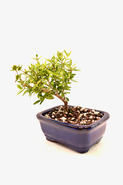Mount Fuji Serissa Bonsai Ceramic 5" Pot - One of a Kind Bonsai