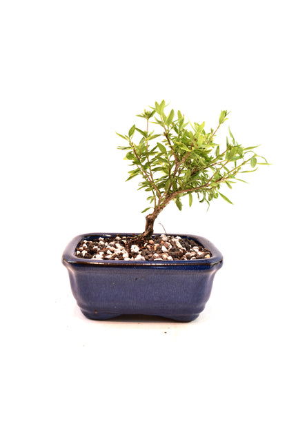 Mount Fuji Serissa Bonsai Ceramic 5" Pot - One of a Kind Bonsai