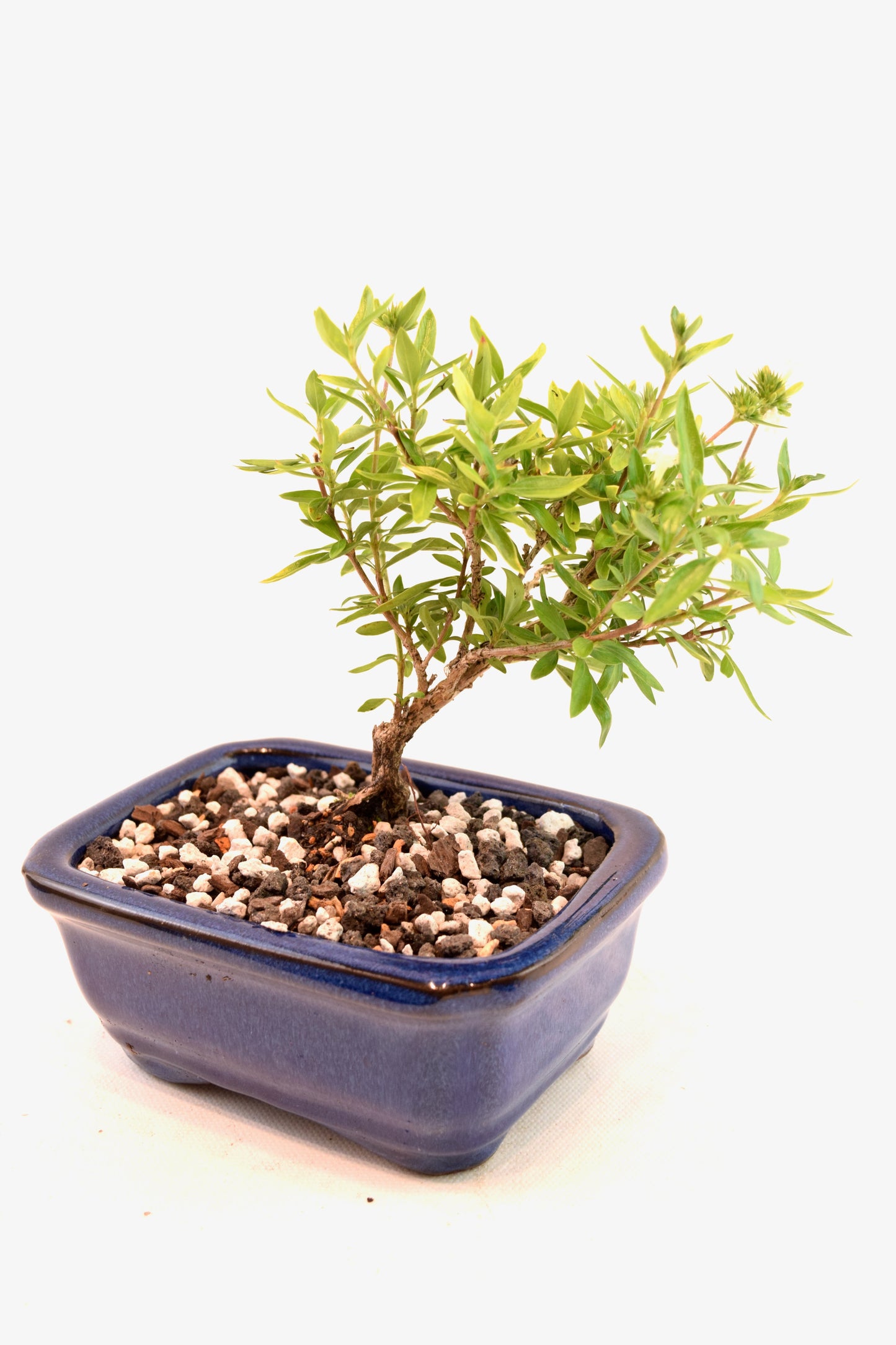 Mount Fuji Serissa Bonsai Ceramic 5" Pot - One of a Kind Bonsai