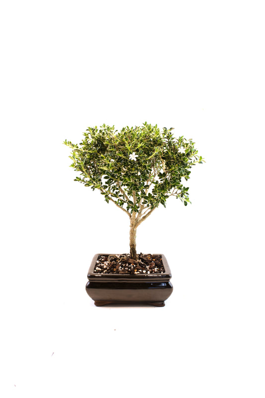 Mount Fuji Serissa Bonsai Ceramic 6" Pot - One of a Kind Bonsai