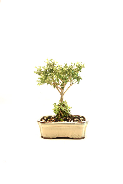 Mount Fuji Serissa Bonsai Ceramic 7" Pot - One of a Kind Bonsai
