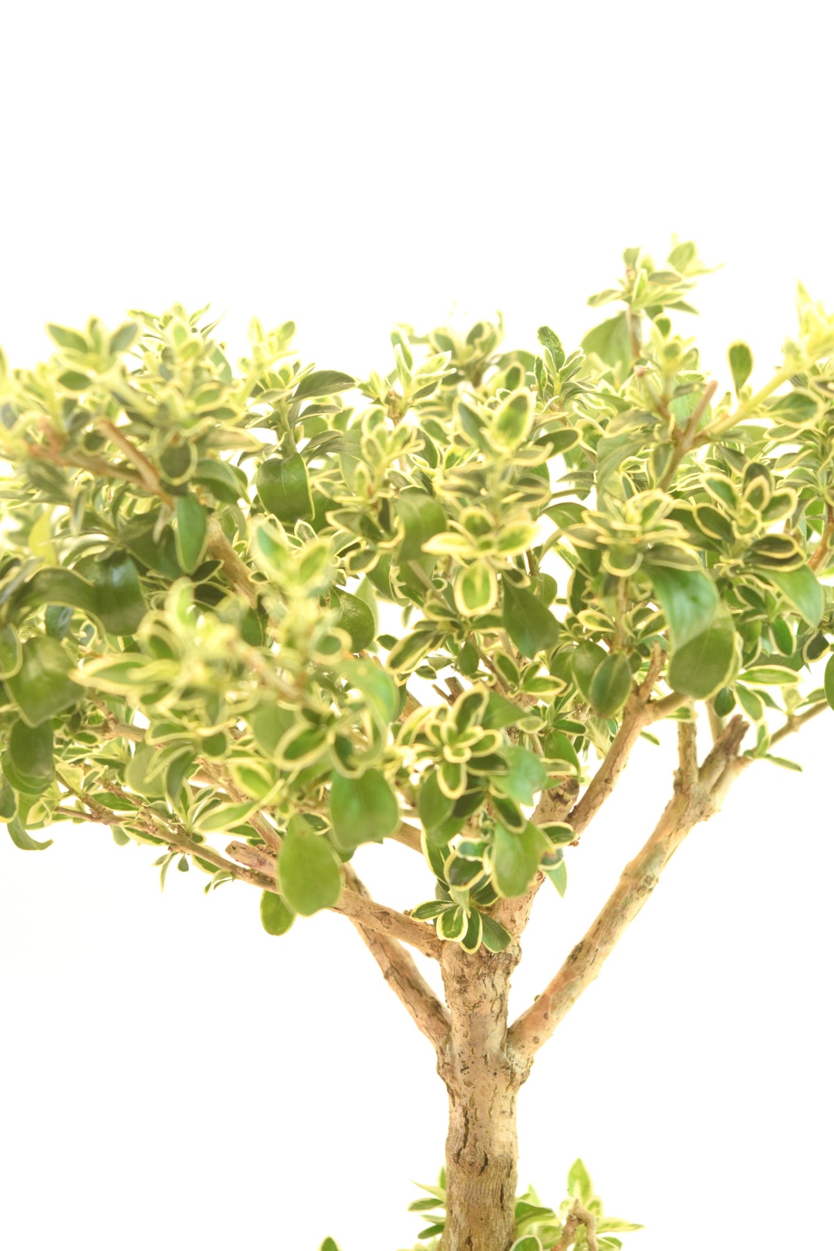 Mount Fuji Serissa Bonsai Ceramic 7" Pot - One of a Kind Bonsai