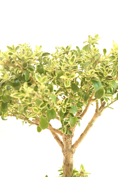 Mount Fuji Serissa Bonsai Ceramic 7" Pot - One of a Kind Bonsai