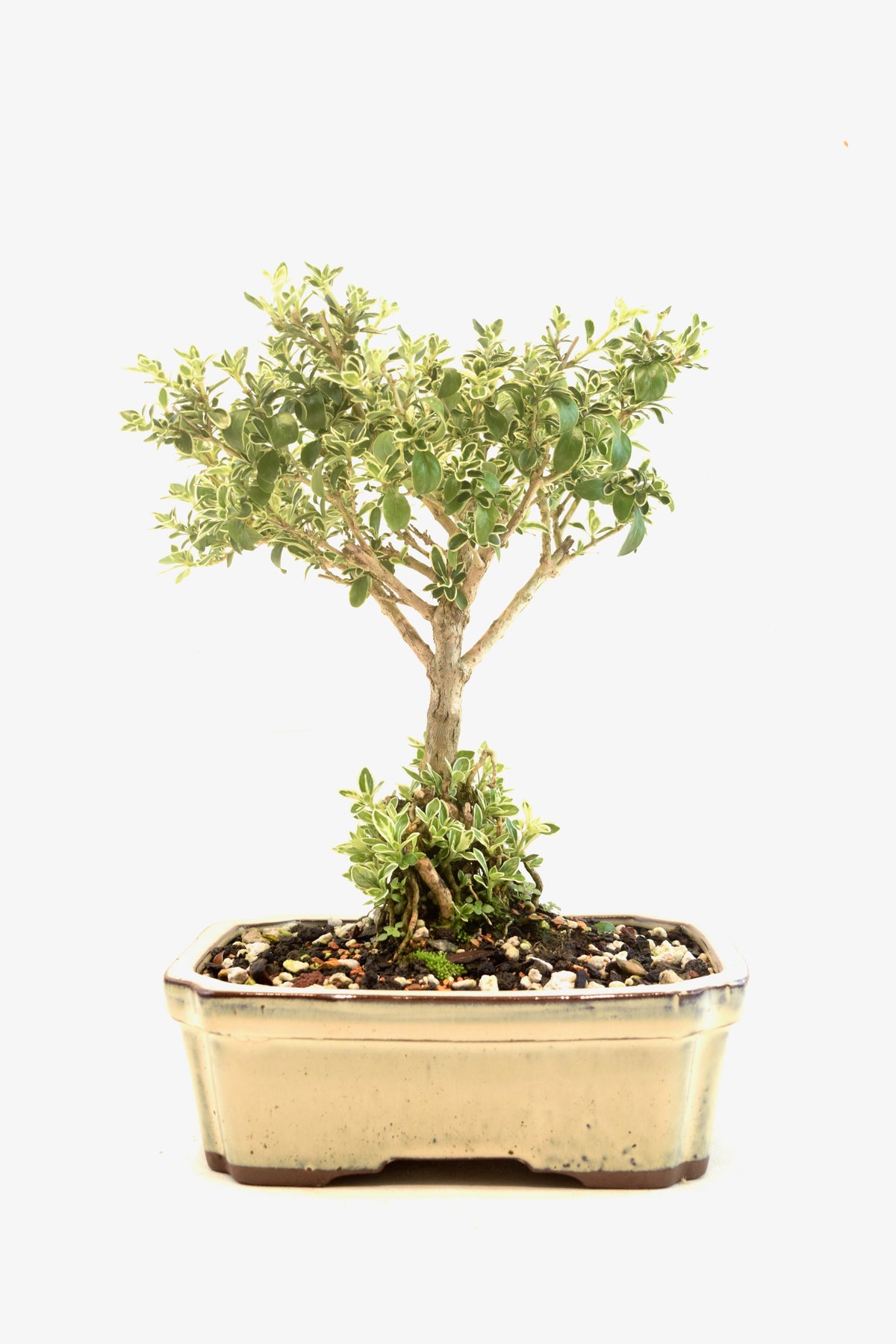 Mount Fuji Serissa Bonsai Ceramic 7" Pot - One of a Kind Bonsai