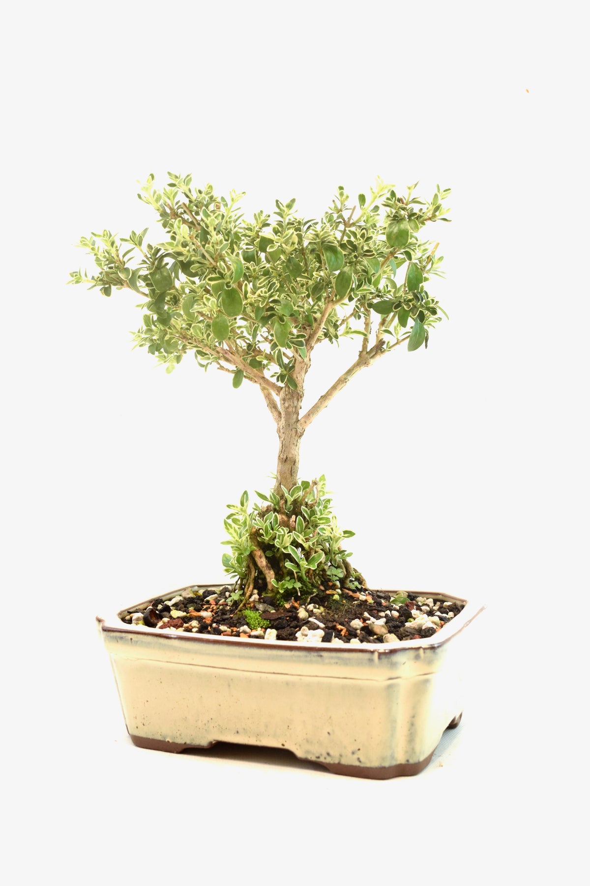 Mount Fuji Serissa Bonsai Ceramic 7" Pot - One of a Kind Bonsai