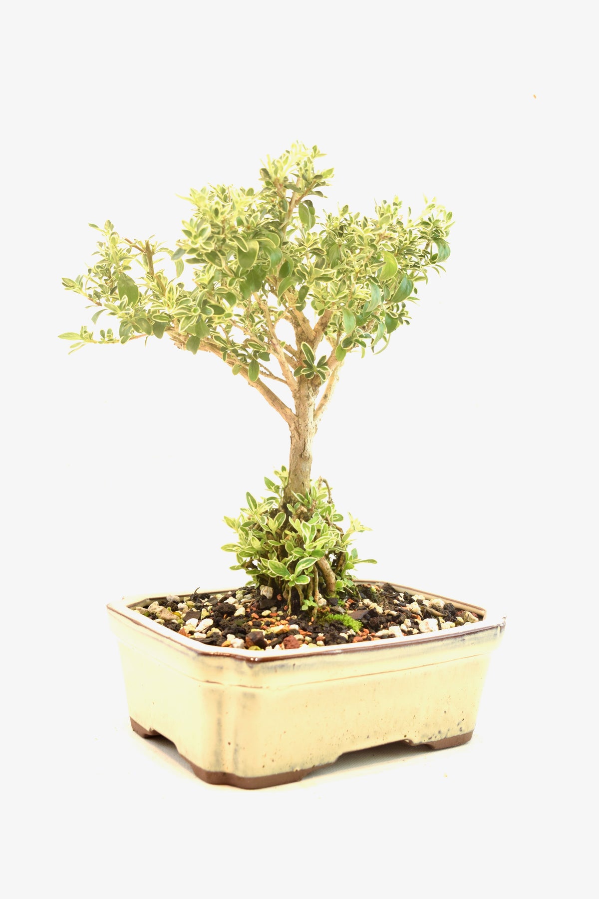 Mount Fuji Serissa Bonsai Ceramic 7" Pot - One of a Kind Bonsai