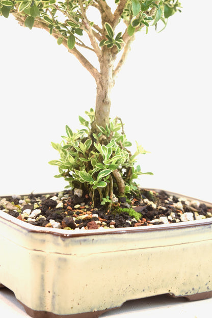 Mount Fuji Serissa Bonsai Ceramic 7" Pot - One of a Kind Bonsai