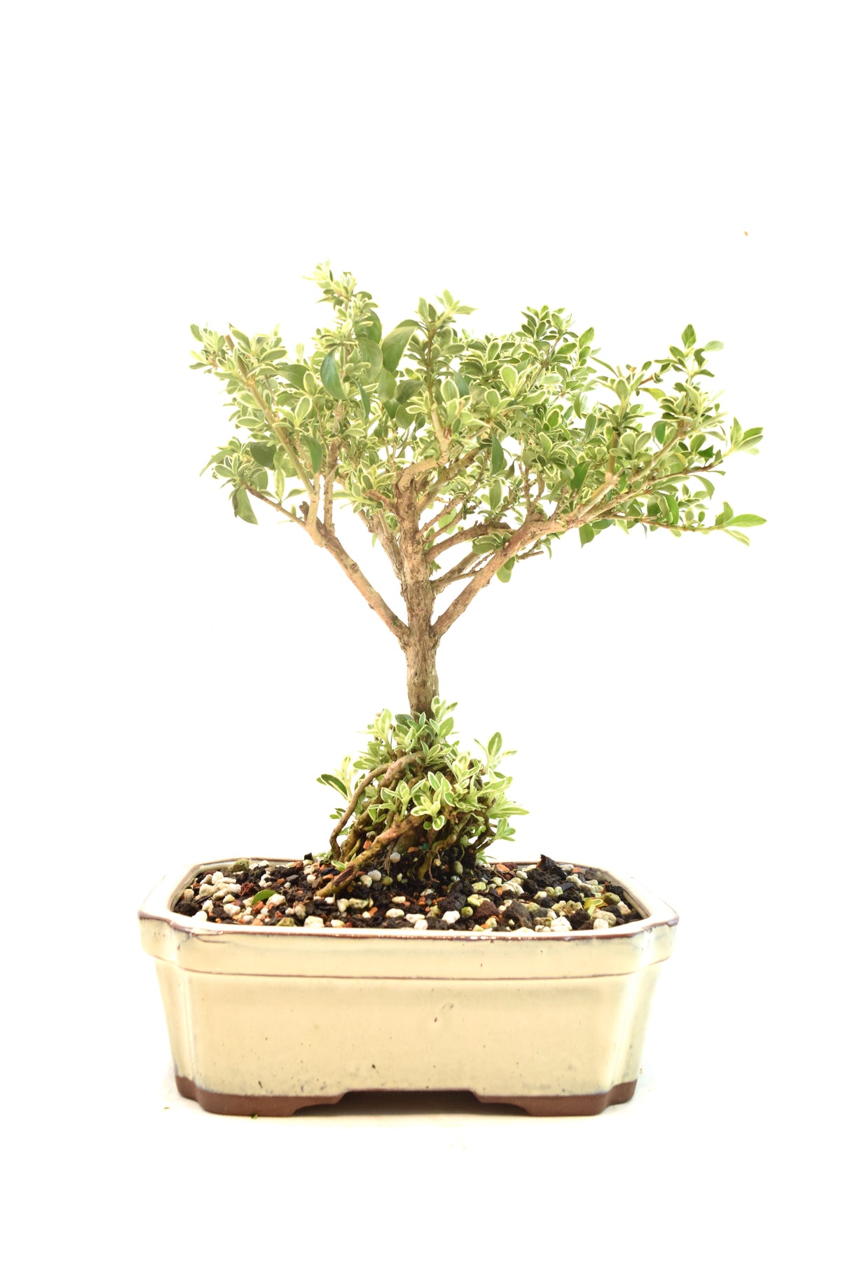 Mount Fuji Serissa Bonsai Ceramic 7" Pot - One of a Kind Bonsai