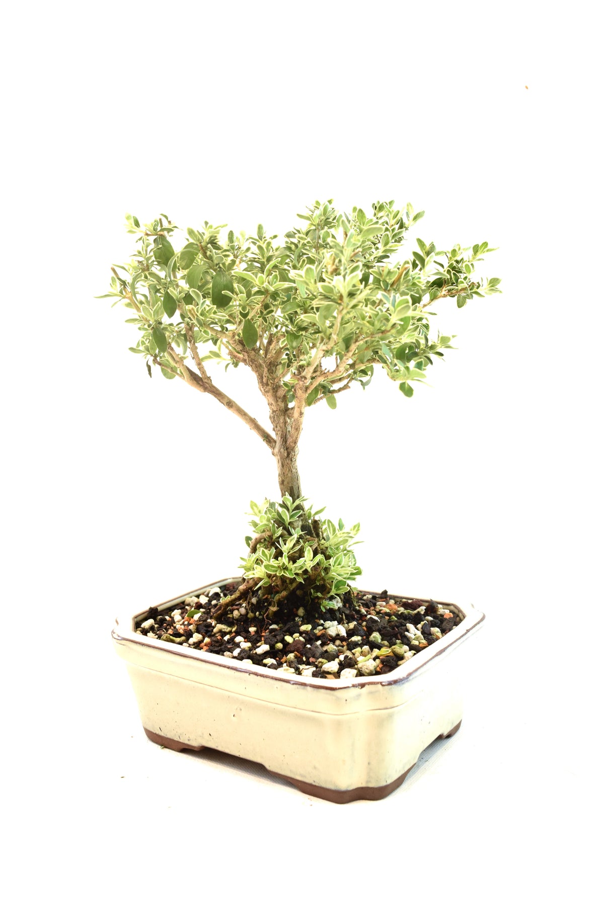 Mount Fuji Serissa Bonsai Ceramic 7" Pot - One of a Kind Bonsai