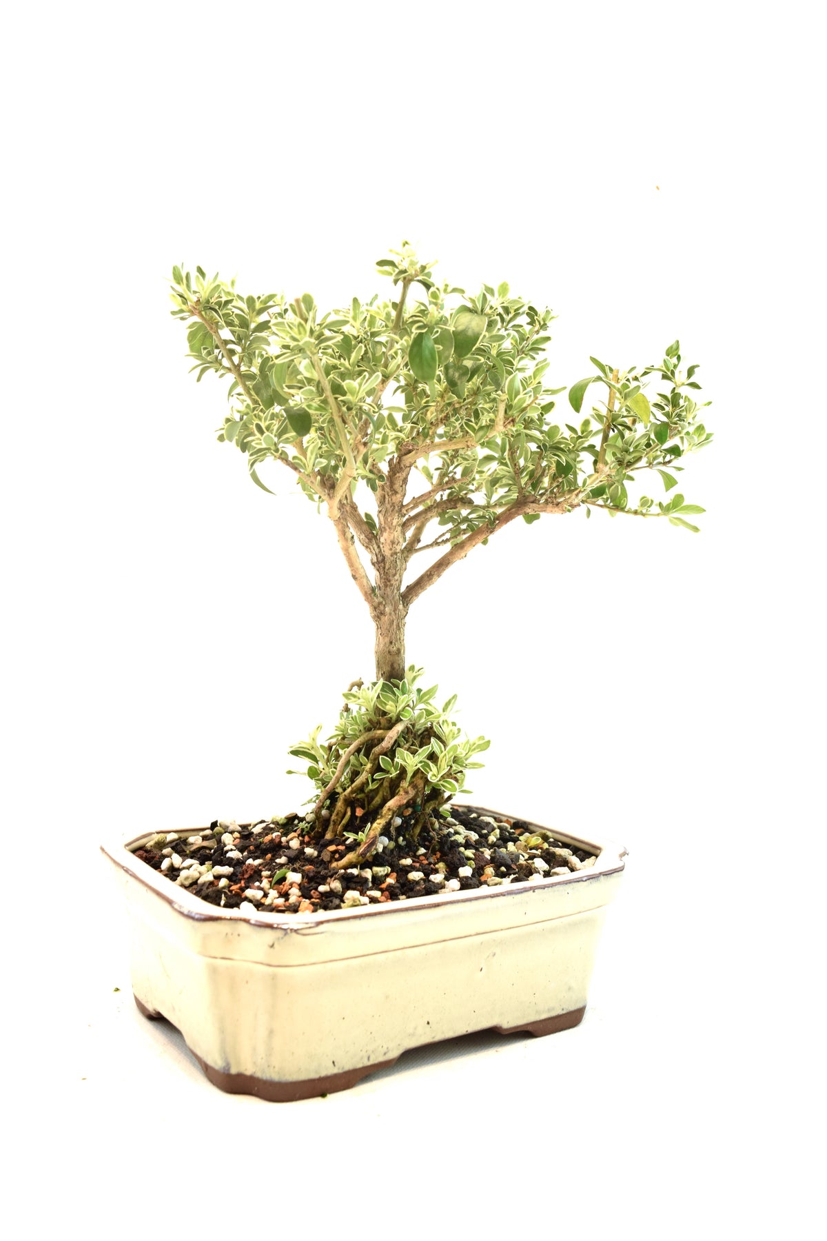 Mount Fuji Serissa Bonsai Ceramic 7" Pot - One of a Kind Bonsai