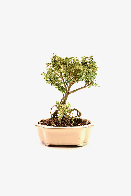 Mount Fuji Serissa Bonsai Ceramic 8" Pot - One of a Kind Bonsai