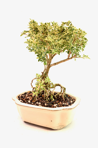 Mount Fuji Serissa Bonsai Ceramic 8" Pot - One of a Kind Bonsai