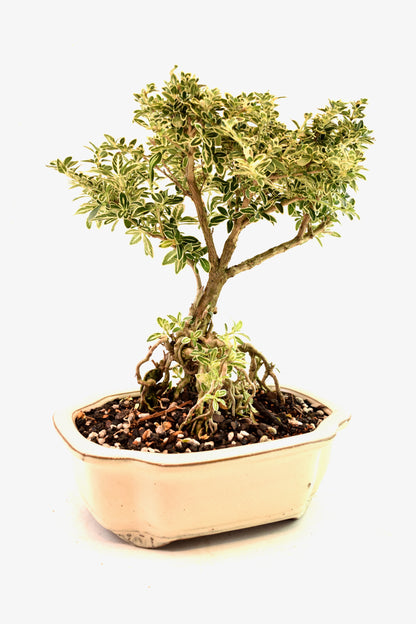 Mount Fuji Serissa Bonsai Ceramic 8" Pot - One of a Kind Bonsai