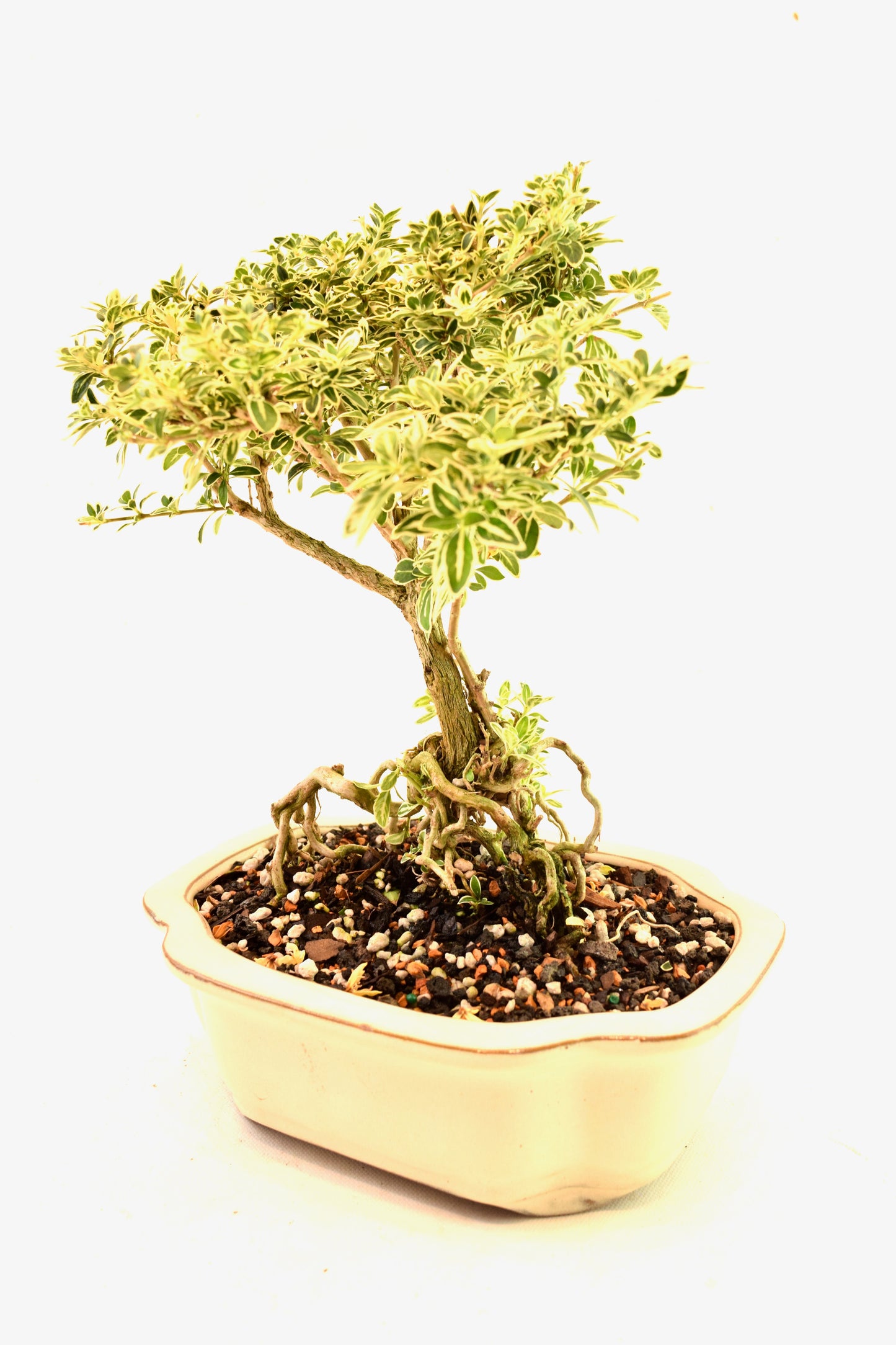 Mount Fuji Serissa Bonsai Ceramic 8" Pot - One of a Kind Bonsai