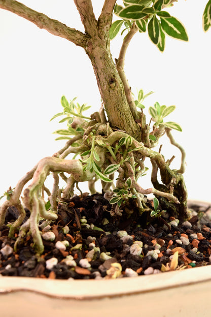 Mount Fuji Serissa Bonsai Ceramic 8" Pot - One of a Kind Bonsai