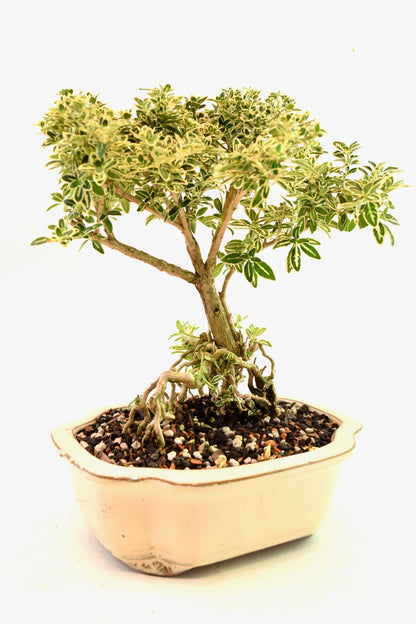 Mount Fuji Serissa Bonsai Ceramic 8" Pot - One of a Kind Bonsai