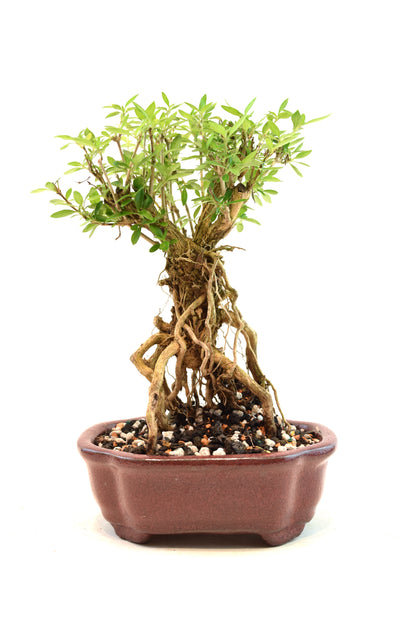 Mount Fuji Serissa Bonsai Ceramic 6" Pot - One of a Kind Bonsai