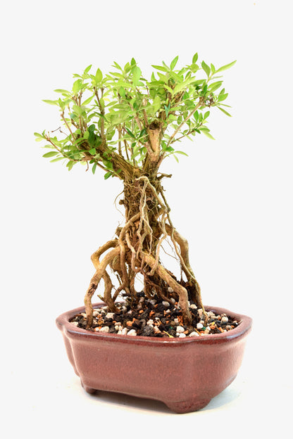 Mount Fuji Serissa Bonsai Ceramic 6" Pot - One of a Kind Bonsai