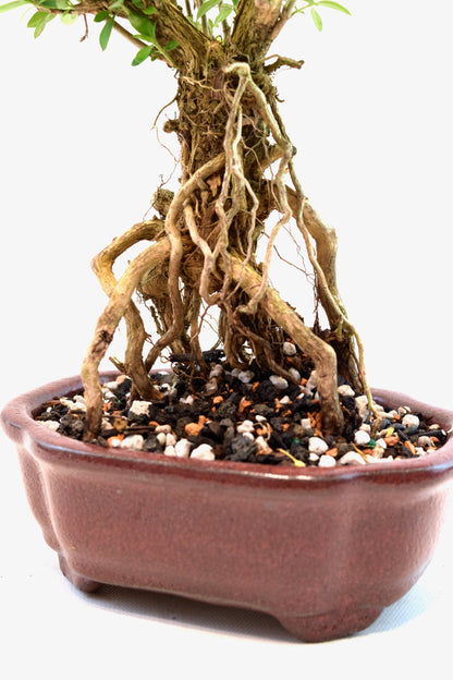 Mount Fuji Serissa Bonsai Ceramic 6" Pot - One of a Kind Bonsai