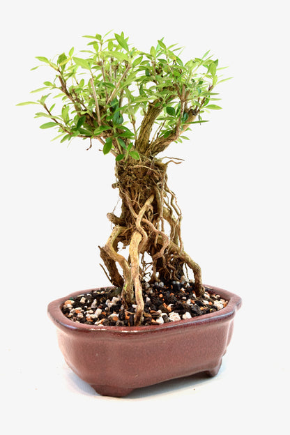 Mount Fuji Serissa Bonsai Ceramic 6" Pot - One of a Kind Bonsai