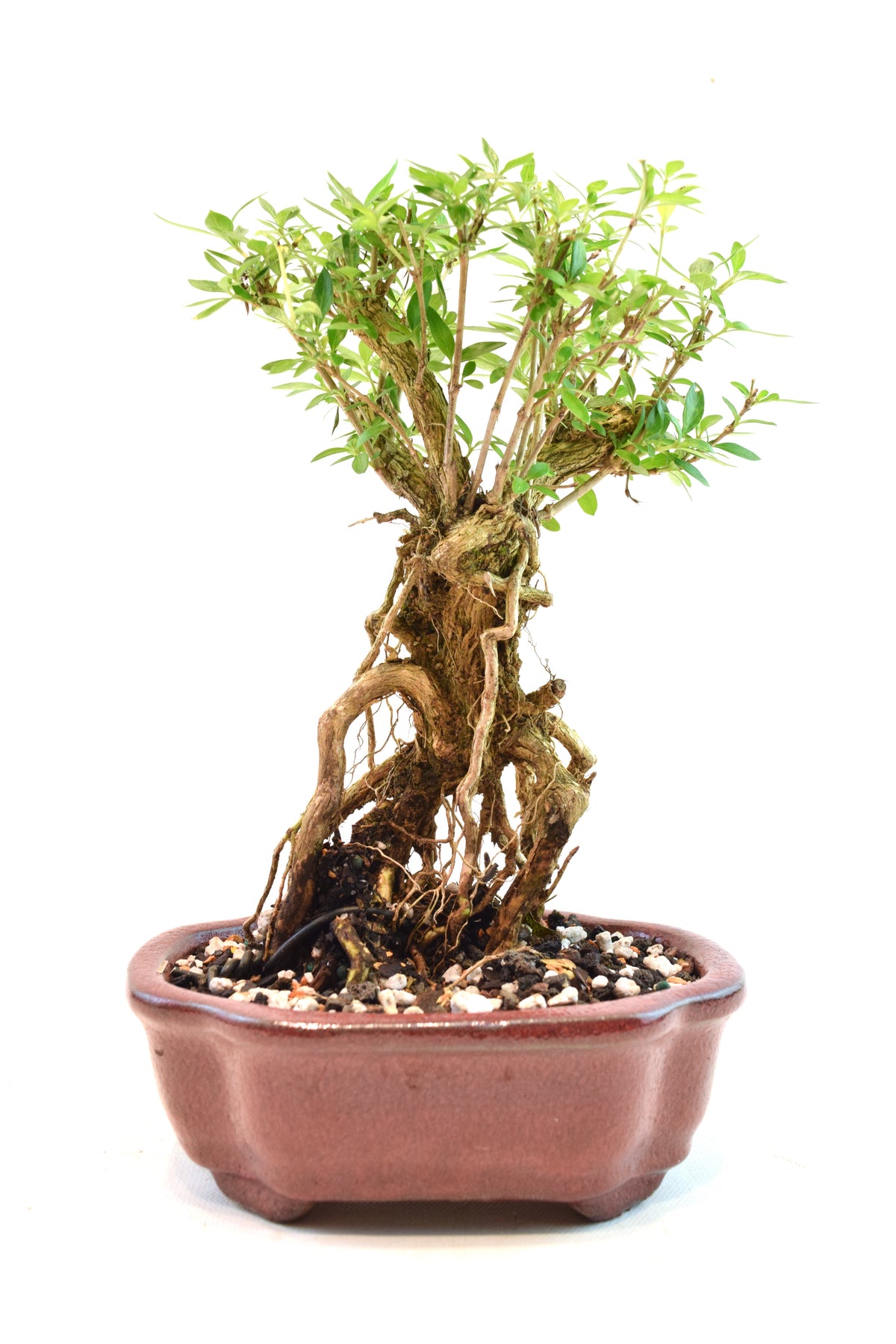 Mount Fuji Serissa Bonsai Ceramic 6" Pot - One of a Kind Bonsai
