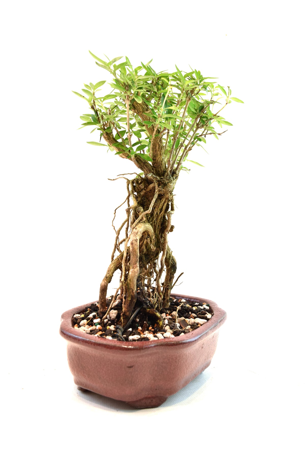 Mount Fuji Serissa Bonsai Ceramic 6" Pot - One of a Kind Bonsai