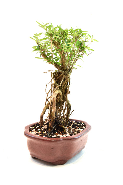 Mount Fuji Serissa Bonsai Ceramic 6" Pot - One of a Kind Bonsai