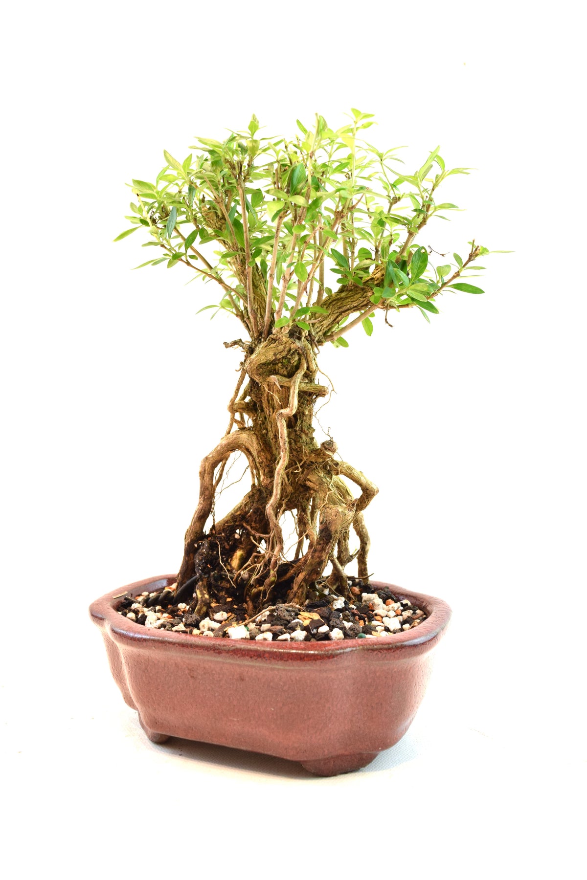 Mount Fuji Serissa Bonsai Ceramic 6" Pot - One of a Kind Bonsai