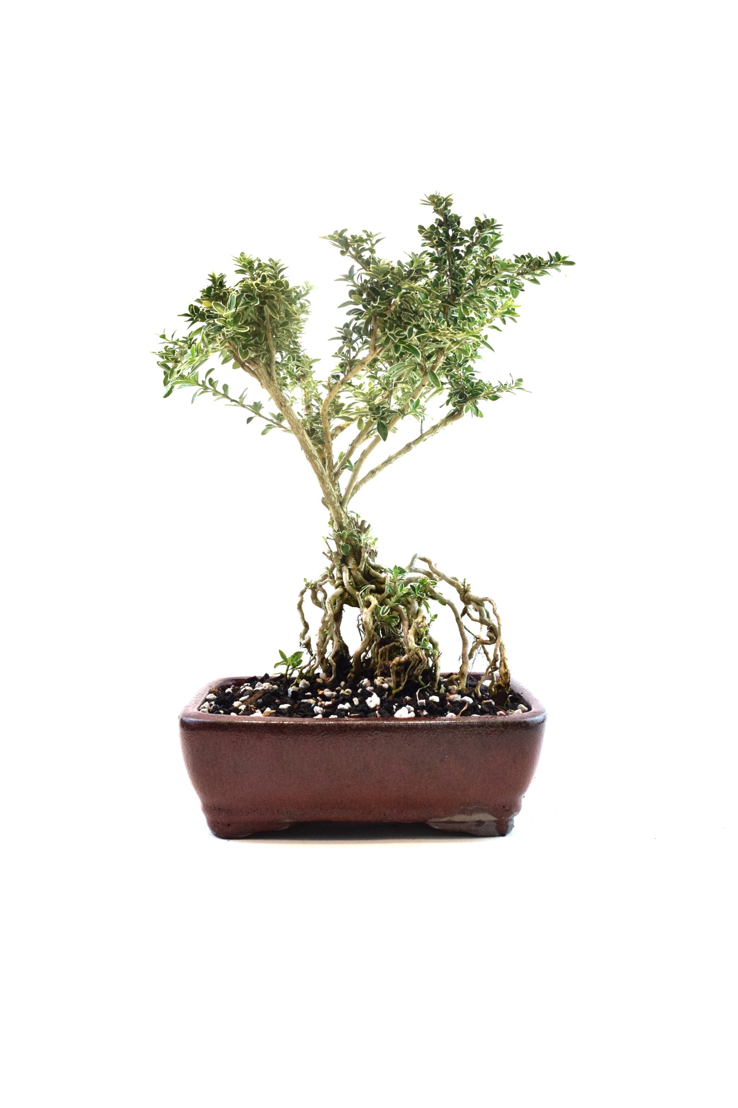 Mount Fuji Serissa Bonsai Ceramic 8" Pot - One of a Kind Bonsai