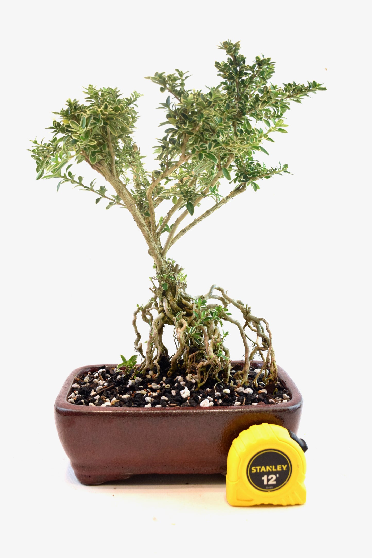 Mount Fuji Serissa Bonsai Ceramic 8" Pot - One of a Kind Bonsai