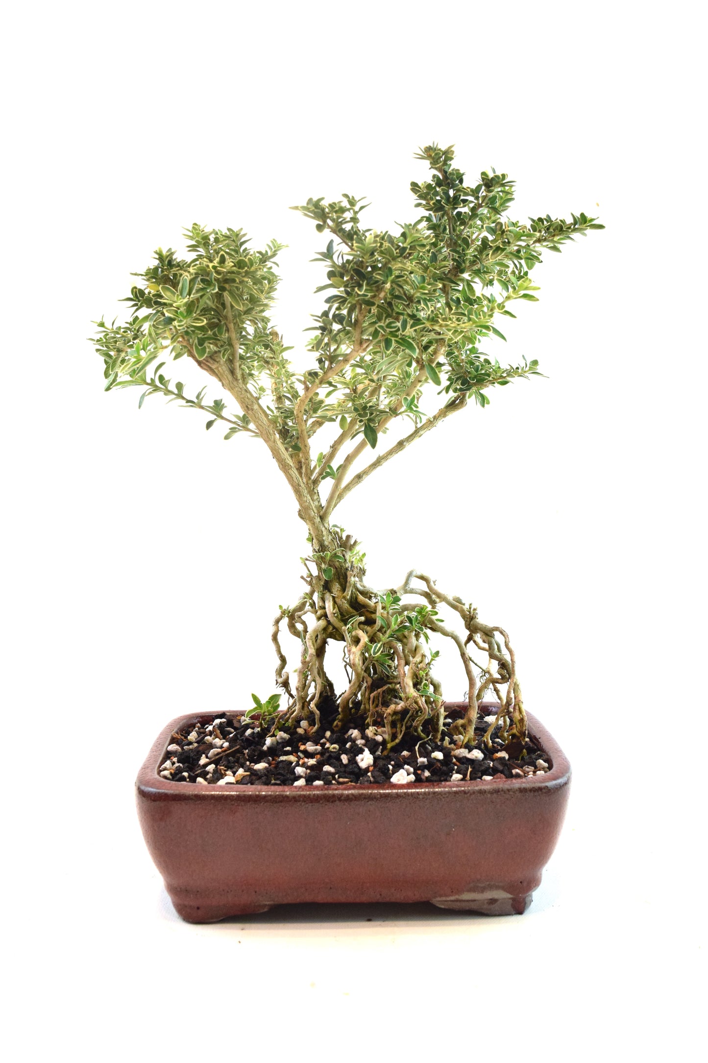 Mount Fuji Serissa Bonsai Ceramic 8" Pot - One of a Kind Bonsai