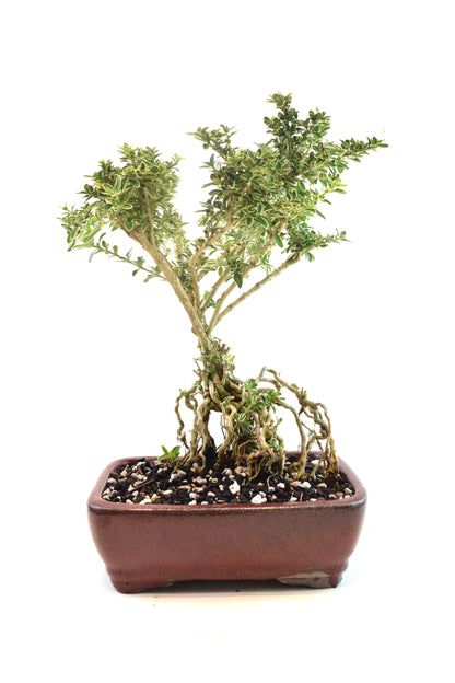 Mount Fuji Serissa Bonsai Ceramic 8" Pot - One of a Kind Bonsai