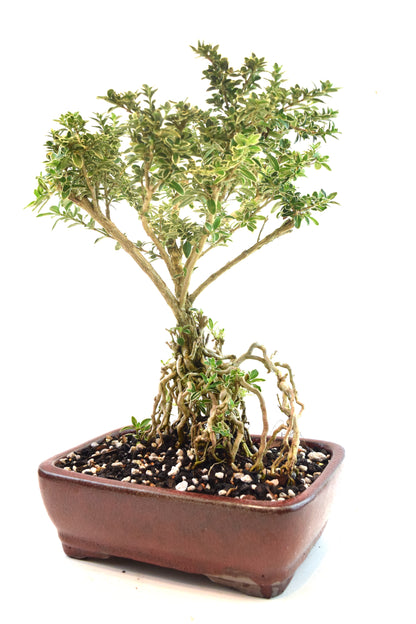 Mount Fuji Serissa Bonsai Ceramic 8" Pot - One of a Kind Bonsai