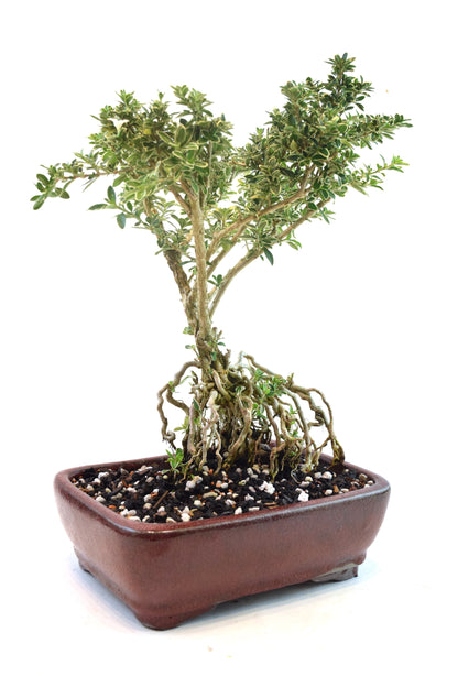 Mount Fuji Serissa Bonsai Ceramic 8" Pot - One of a Kind Bonsai