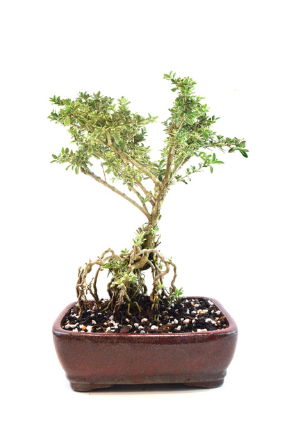 Mount Fuji Serissa Bonsai Ceramic 8" Pot - One of a Kind Bonsai