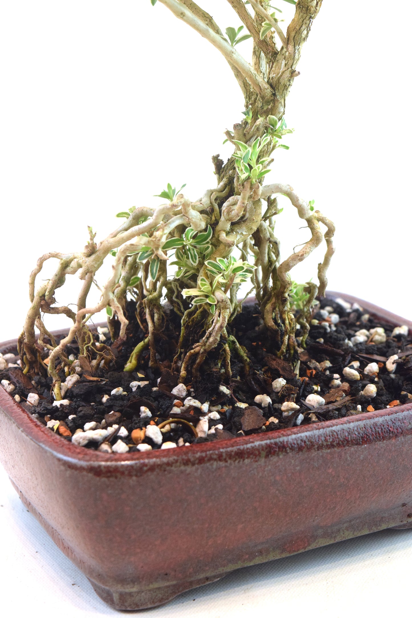 Mount Fuji Serissa Bonsai Ceramic 8" Pot - One of a Kind Bonsai