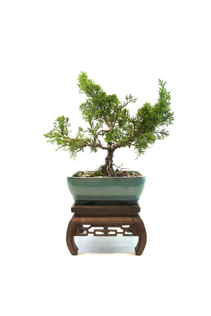 Shimpaku Juniper Rare Bonsai 6" Ceramic Pot - One of a Kind Bonsai