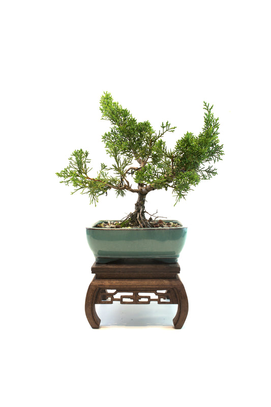 Shimpaku Juniper Rare Bonsai 6" Ceramic Pot - One of a Kind Bonsai