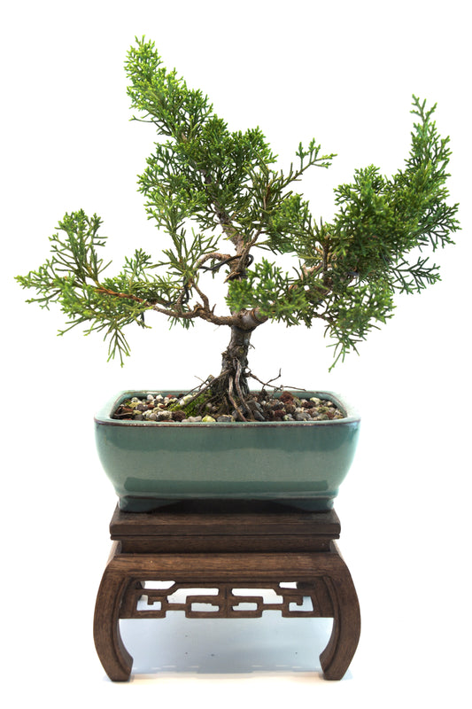 Shimpaku Juniper Rare Bonsai 6" Ceramic Pot - One of a Kind Bonsai